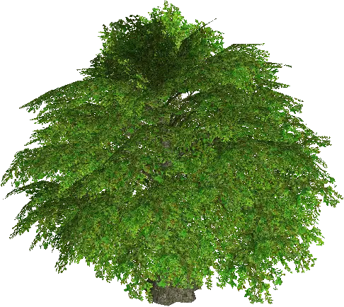 Fairy Tree of Twilight